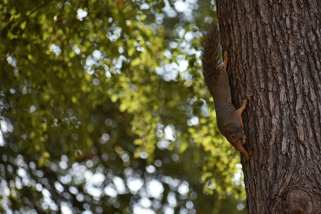 变积分榜排 变积分榜排